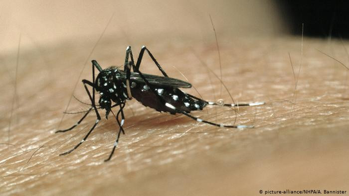 Información actualizada sobre Dengue La Dirección Provincial de Epidemiología del Ministerio de Salud informa que en la última semana (SE21