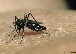 Información actualizada sobre Dengue La Dirección Provincial de Epidemiolog...