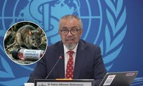 Hantavirus: la OMS afirma que podrían surgir más casos