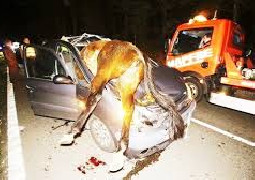 ESTADO DE RUTAS NACIONALES - COMPRATE UN ACTIVADOR CHINO  PARA ANIMALE...