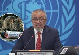 Hantavirus: la OMS afirma que podrían surgir más casos