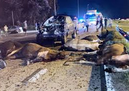 ESTADO DE RUTAS NACIONALES / CONDUCIR CON EL BOTIQUIN PRIMEROS AUXILIO  Y  CON UN MEDICO