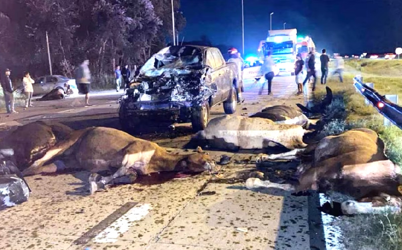ESTADO DE RUTAS NACIONALES CON ANIMALES SUELTO EN RUTA . CONDUCIR CON UN MEDICO