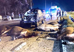 ESTADO DE RUTAS NACIONALES  CON  ANIMALES SUELTO EN RUTA . CONDUCIR CON UN MEDICO                                                                         