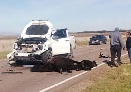 ESTADO DE RUTAS NACIONALES : ANIMALES SUELTOS EN RUTAS . CONDUCIR CON...