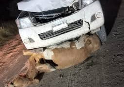 ESTADO DE RUTAS NACIONALES , PRECAUCION ANIMALES SUELTOS EN RUTA CONDU...