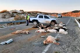ESTADO DE RUTAS NACIONALES , CON ANIMALES SUELTOS; CONDUCIR ACOMPAÑADO DE UNA MEDICA