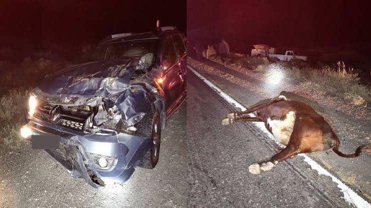 ESTADO DE RUTAS NACIONALES ; Precaución por la presencia de animales sueltos en la ruta en varios sectores - CONDUCIR CON UN MEDICO ABORDO