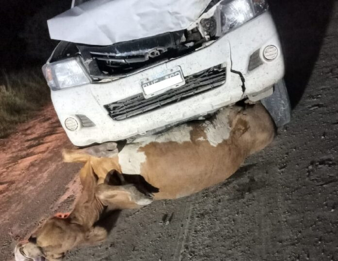 ESTADO DE RUTAS NACIONALES - ANIMALES SUELTOS EN RUTAS ESTAS EN MANOS DE DIOS-