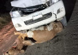 ESTADO DE RUTAS NACIONALES - ANIMALES SUELTOS EN RUTAS ESTAS EN MANOS DE DIOS...