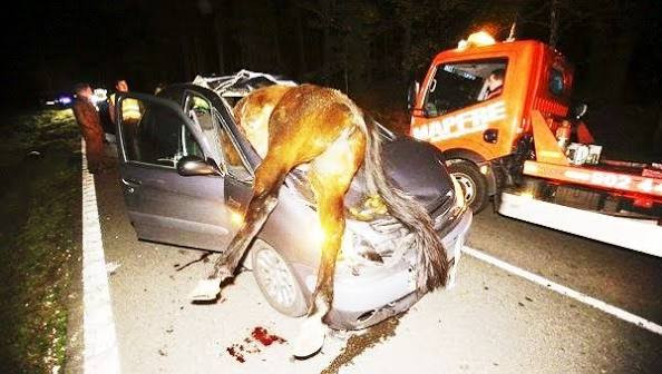 ESTADO DE RUTAS NACIONALES , NO HAY SOLUCIONES PARA LOS ANIMALES SUELTOS EN RUTAS -