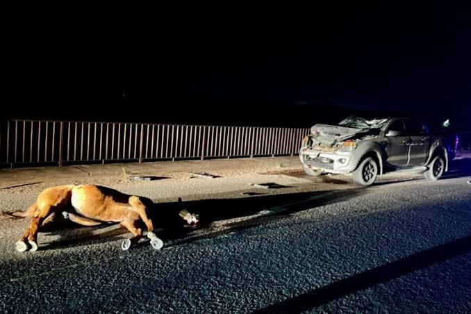 ESTADO DE RUTAS NACIONALES ; Precaución por la presencia de animales sueltos en la ruta en varios sectores